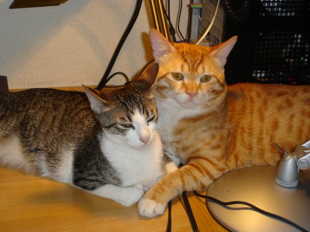 Simba&amp;Baghera 01